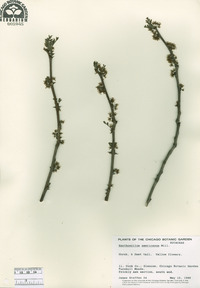 Zanthoxylum americanum image