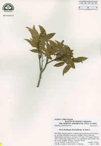 Pieris floribunda image