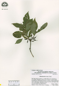 Rhododendron vaseyi image