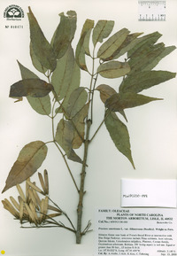 Fraxinus americana var. biltmoreana image