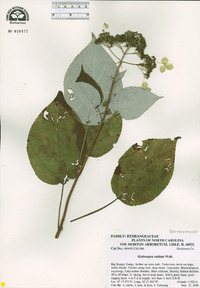 Hydrangea radiata image