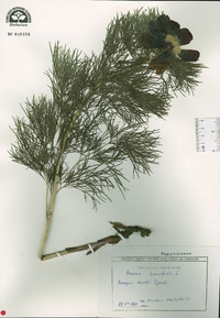 Paeonia tenuifolia image