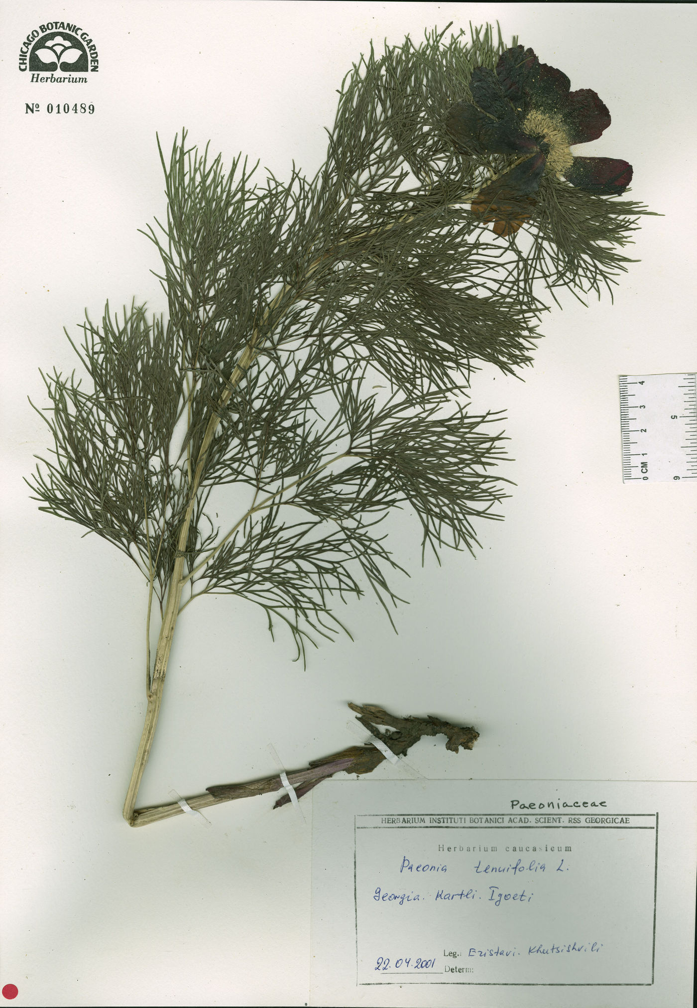 Paeonia tenuifolia image