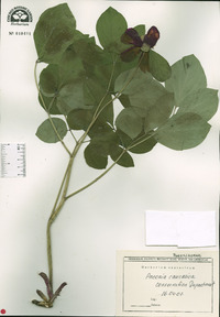Paeonia daurica image