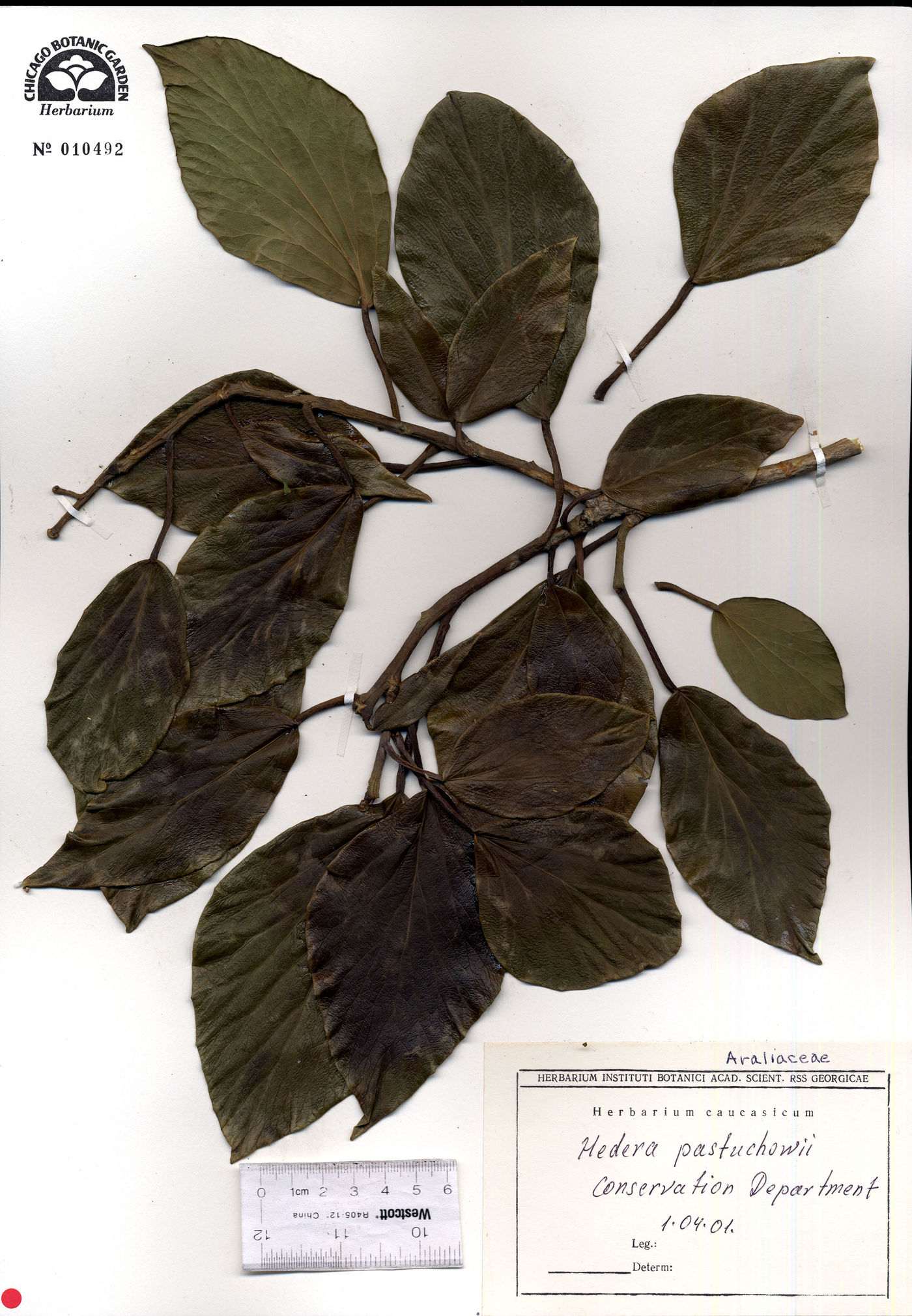 Hedera pastuchovii image