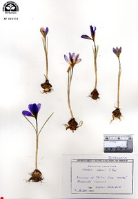 Crocus biflorus subsp. adamii image