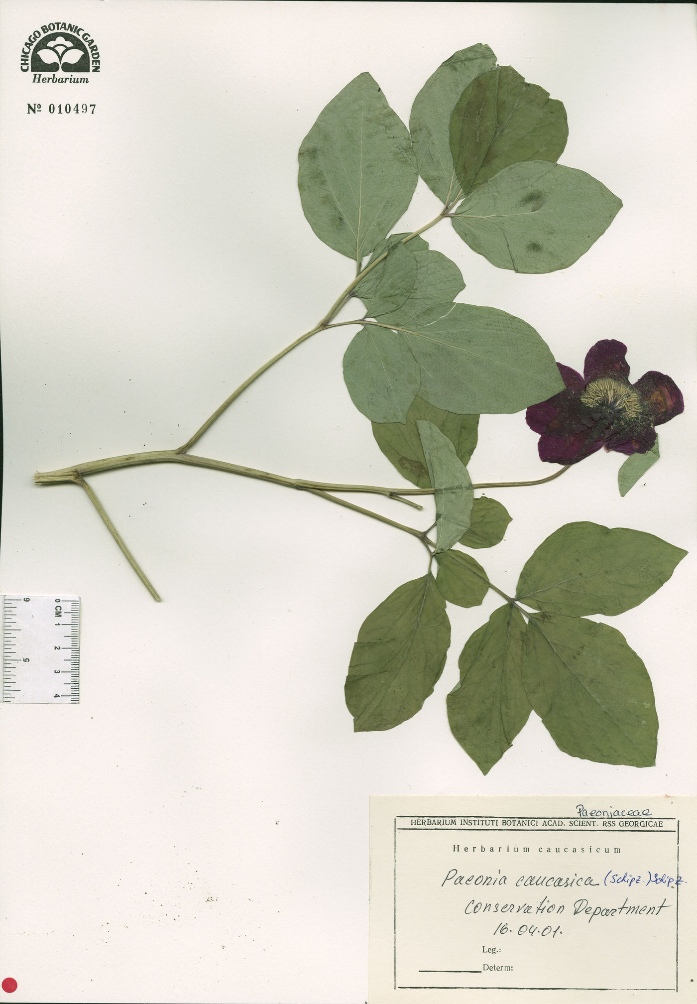 Paeonia daurica image