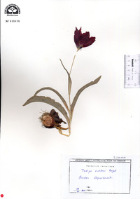 Tulipa eichleri image
