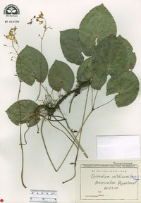 Epimedium pinnatum subsp. colchicum image