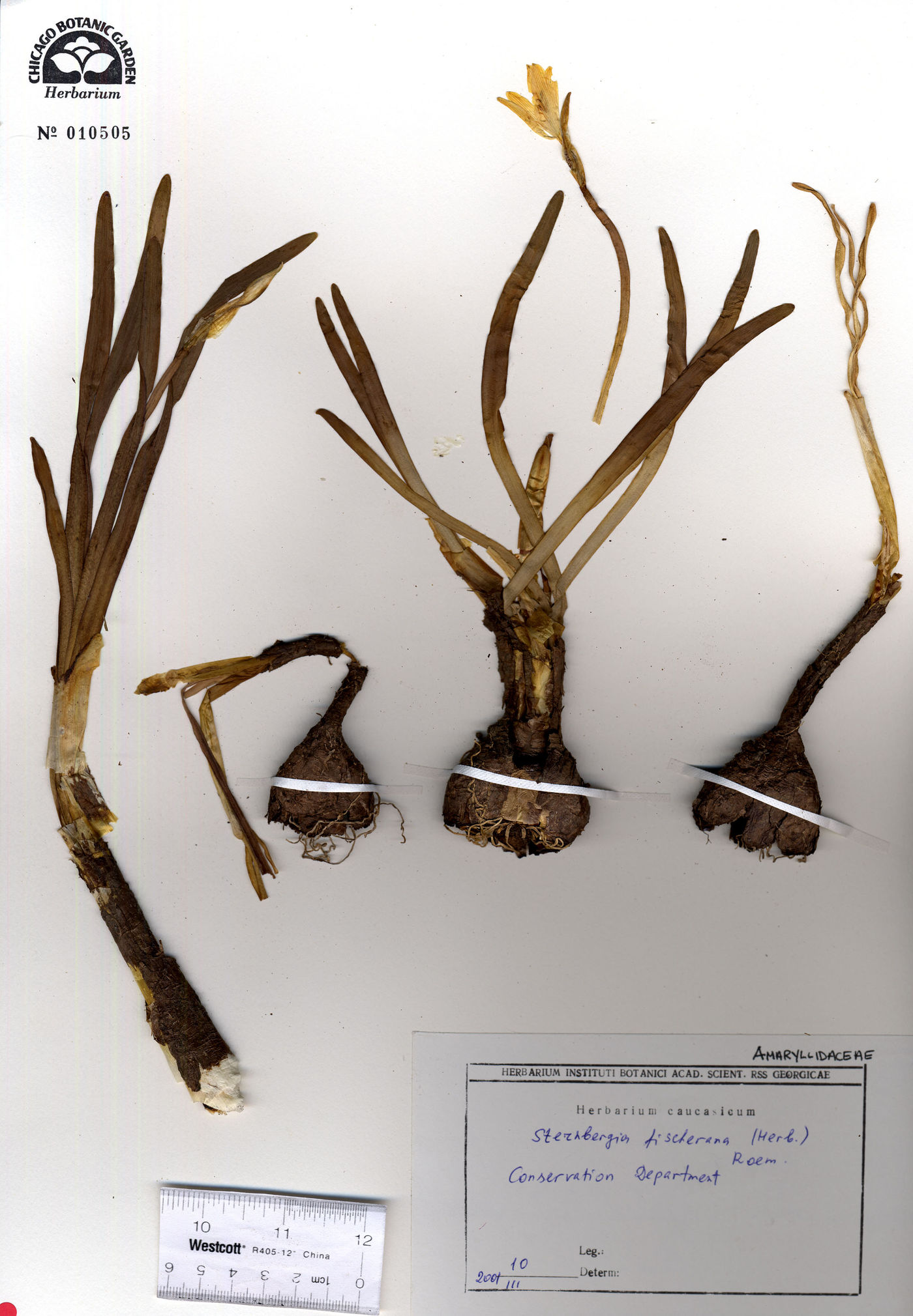Sternbergia vernalis image