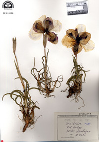 Iris iberica image