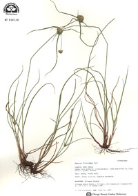 Cyperus filiculmis image