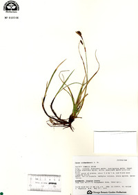 Carex richardsonii image