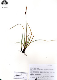 Carex richardsonii image