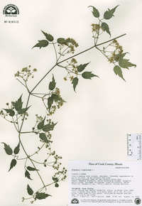 Clematis virginiana image