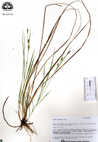 Carex tetanica image