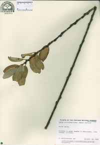 Salix glaucophylloides image