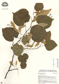 Tilia rubra subsp. caucasica image
