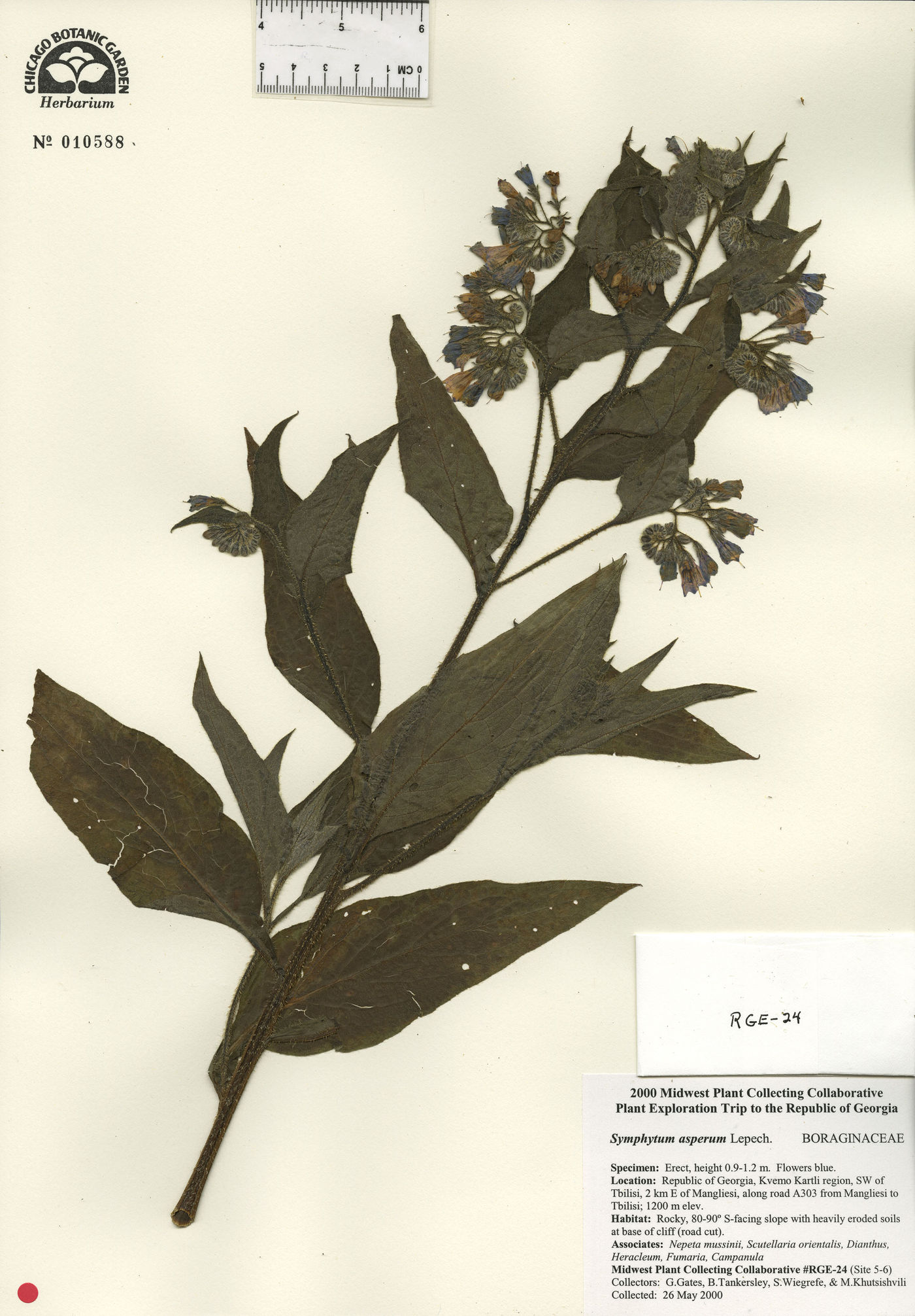 Symphytum asperum image
