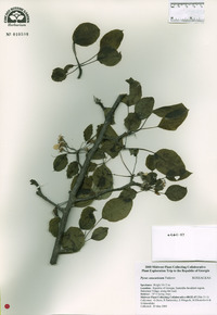 Image of Pyrus caucasica