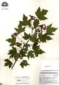 Acer campestre image