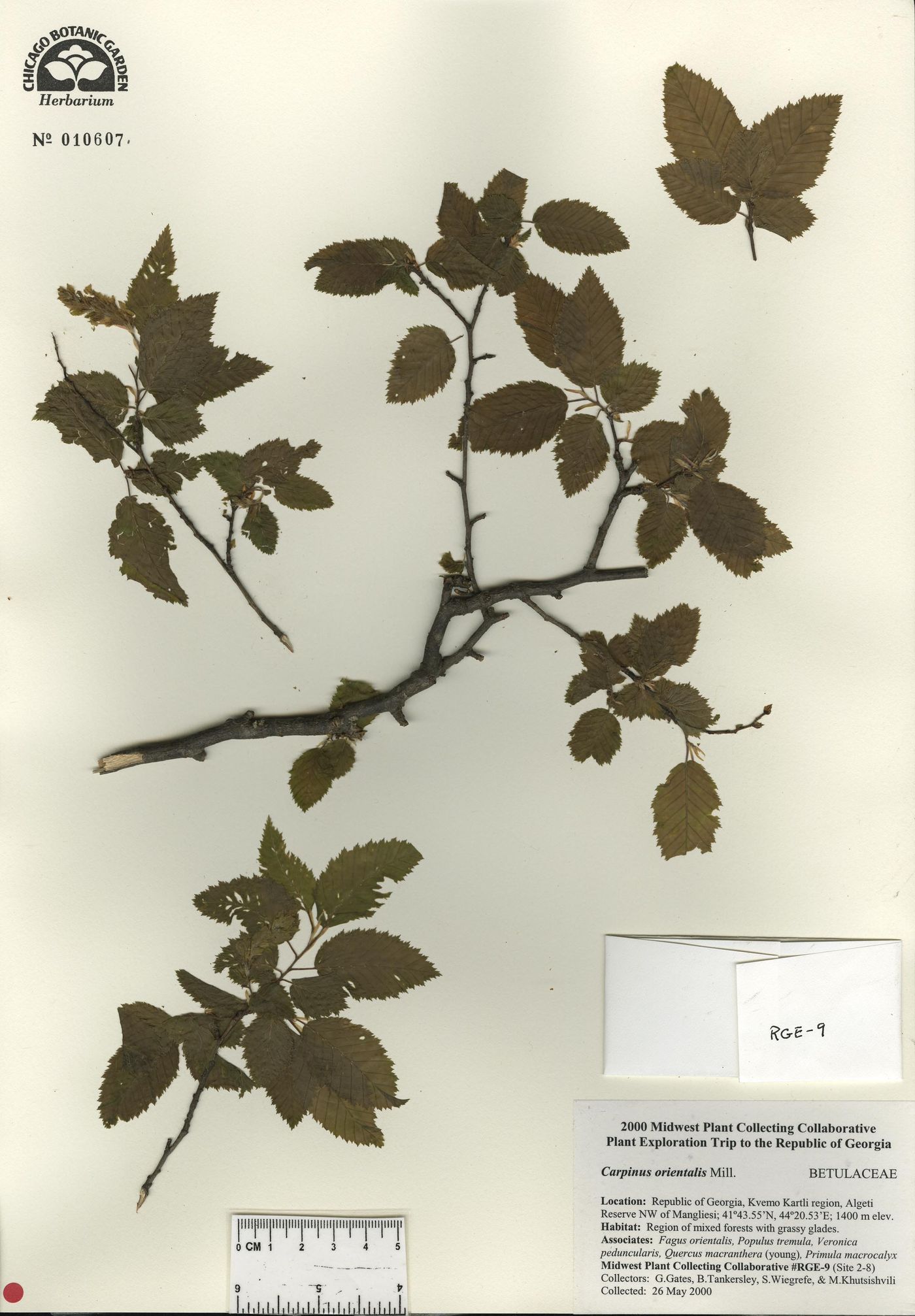 Carpinus orientalis image