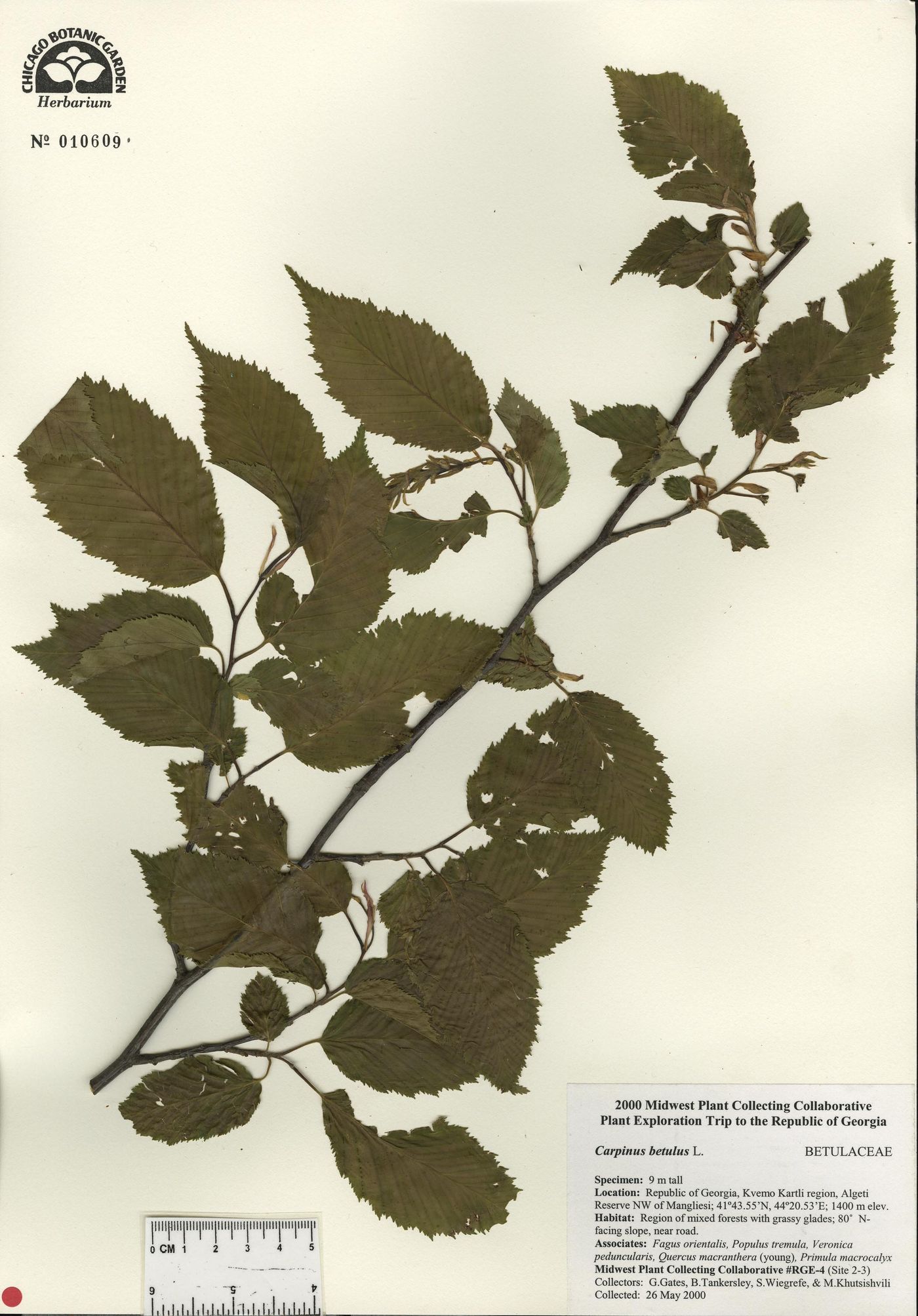 Ulmus elliptica image