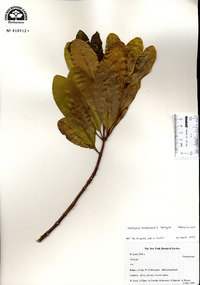Vochysia hondurensis image