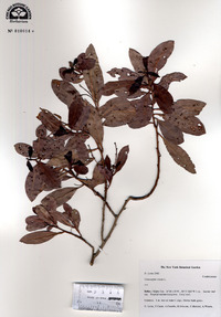 Conocarpus erectus image