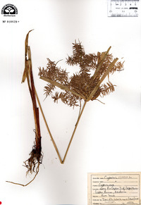 Cyperus odoratus image