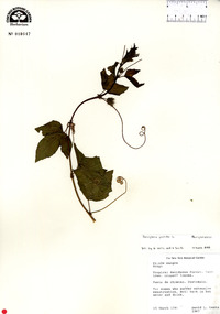 Passiflora foetida image