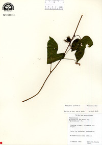 Passiflora foetida image