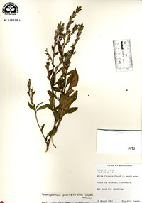 Pseudelephantopus spicatus image