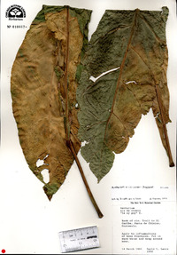Anthurium crassinervium image