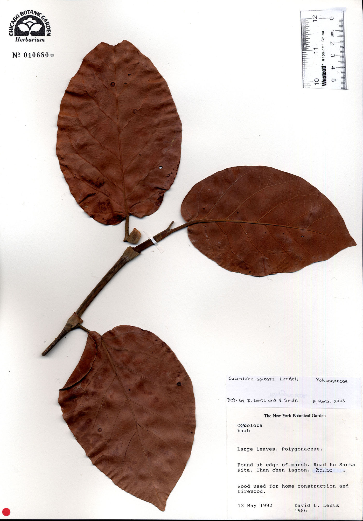 Coccoloba spicata image