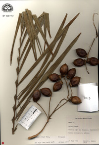 Bactris major image