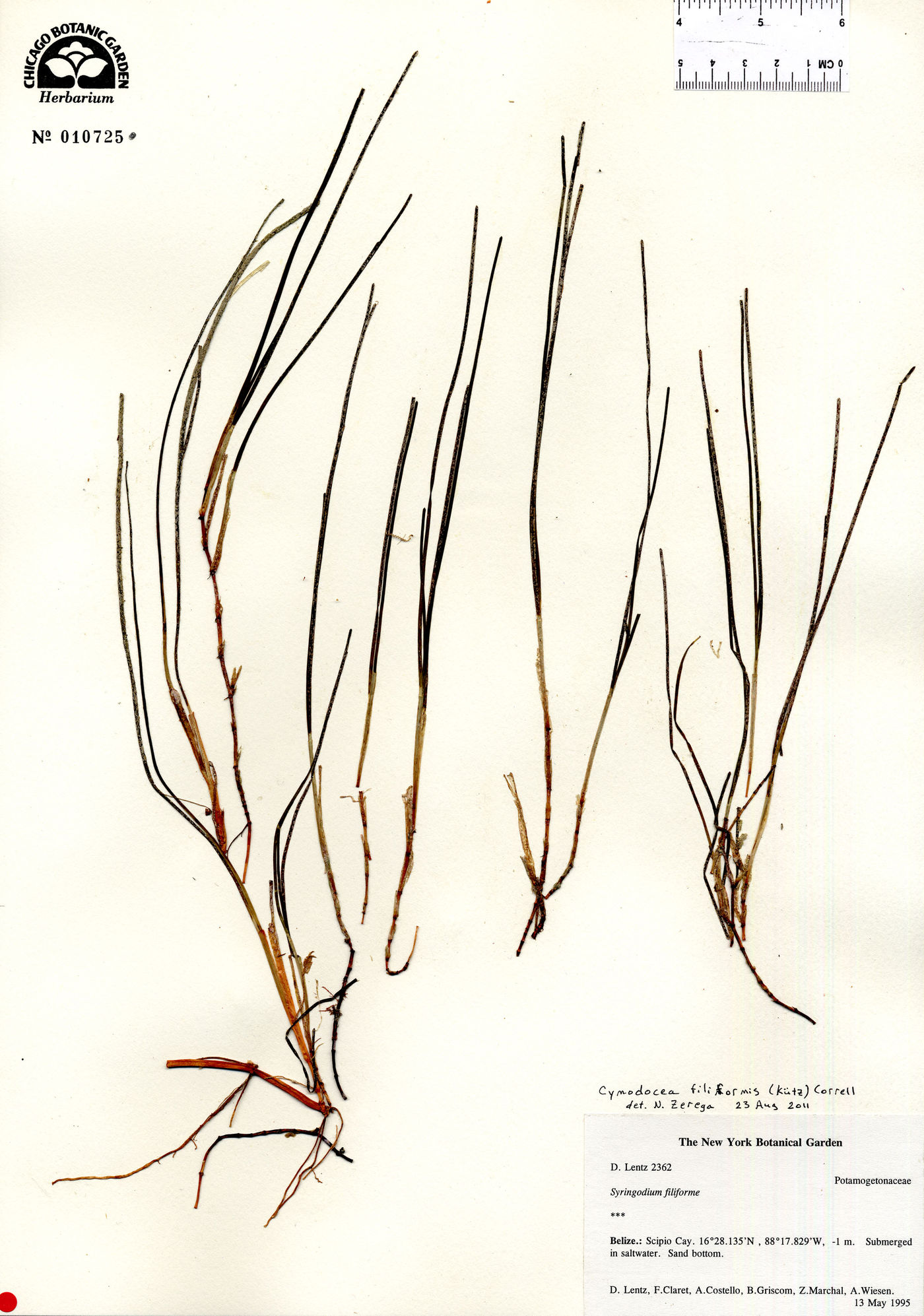 Cymodocea image