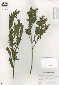 Hypericum terrae-firmae image