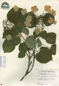 Hydrangea petiolaris image