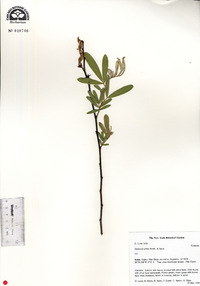 Tephrosia nitens image