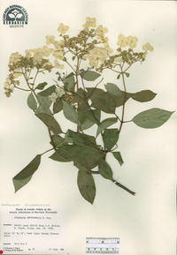 Hydrangea heteromalla image