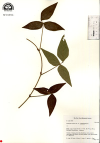 Desmodium axillare image