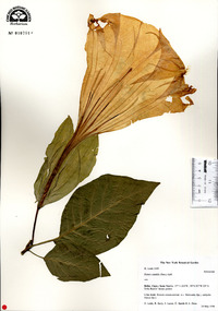 Datura candida image