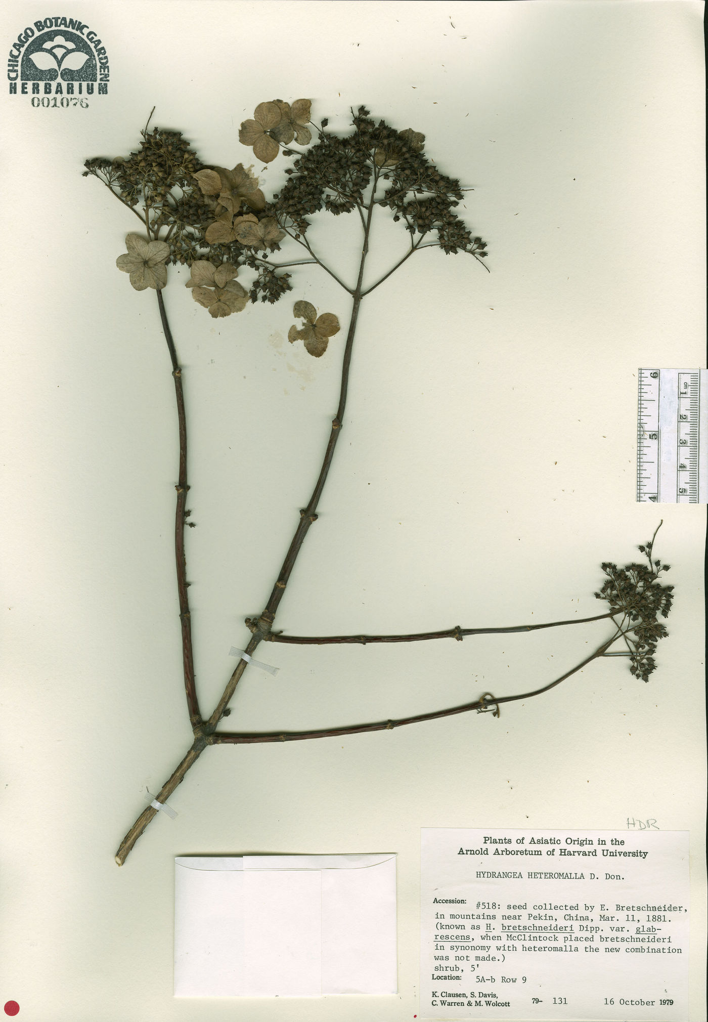 Hydrangea heteromalla image