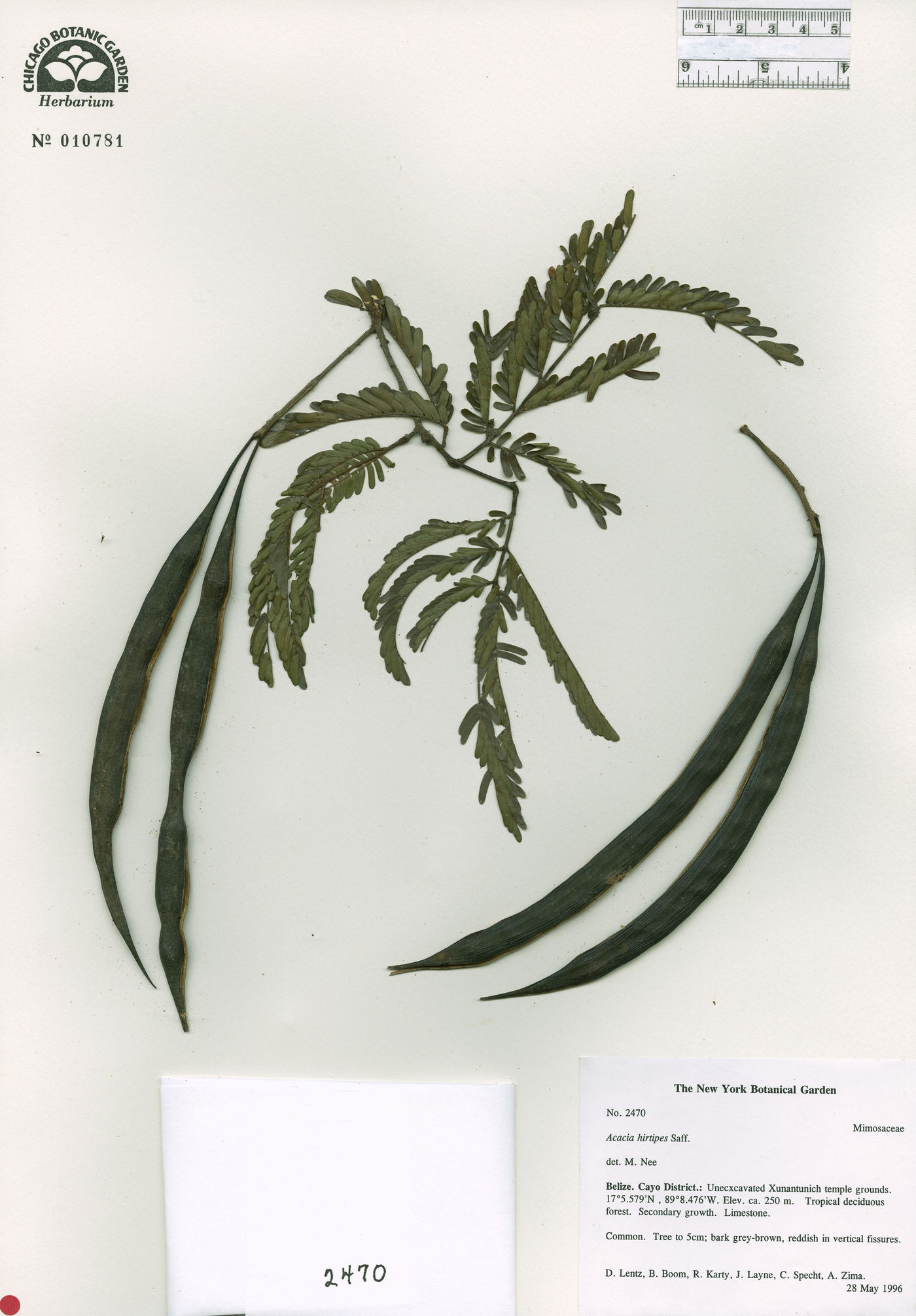 Acacia hirtipes image