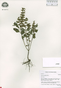 Ocimum micranthum image