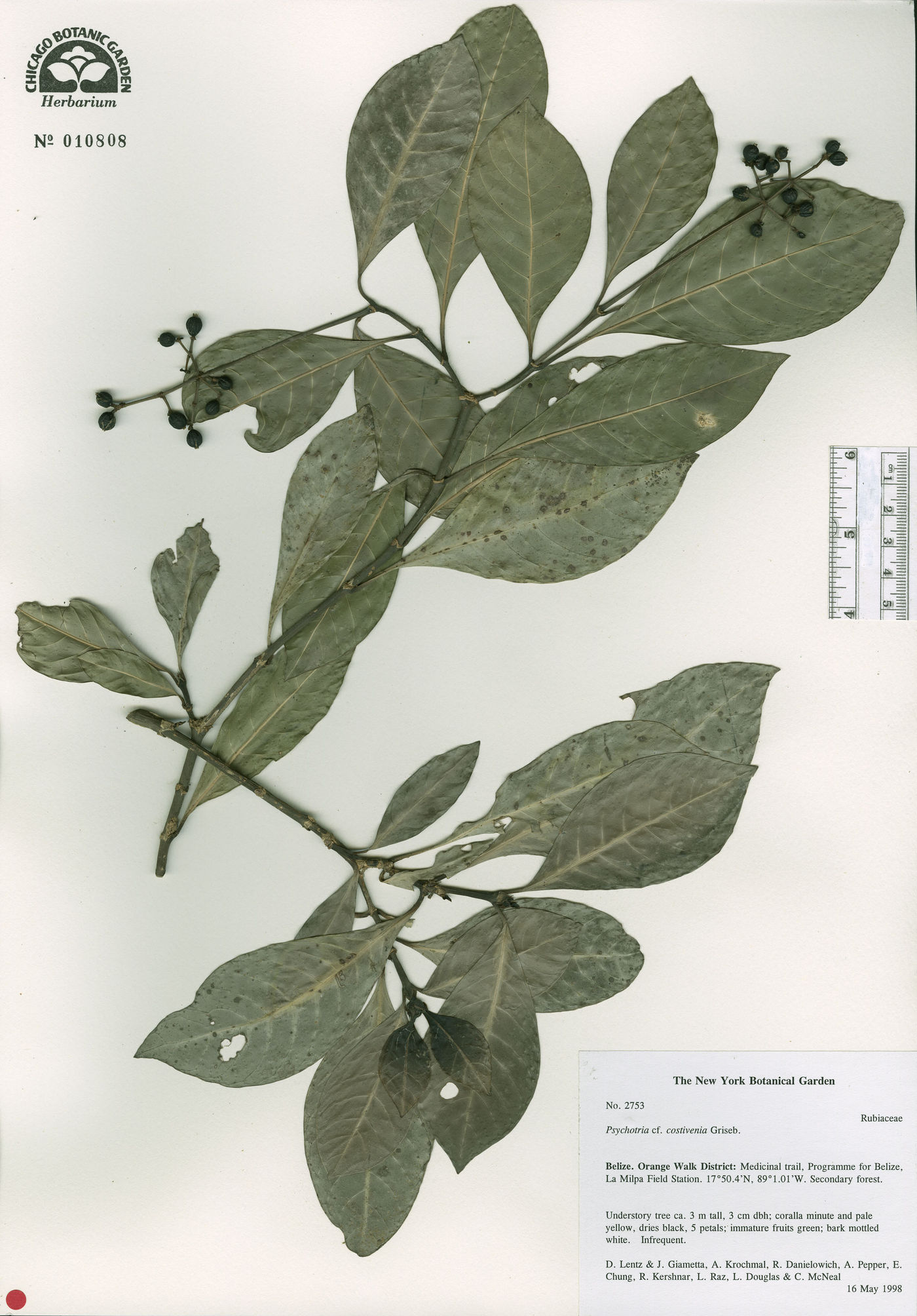 Psychotria costivenia image
