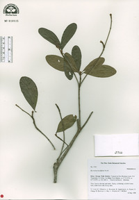 Byrsonima bucidifolia image