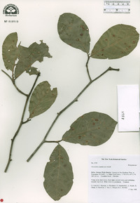 Coccoloba acapulcensis image