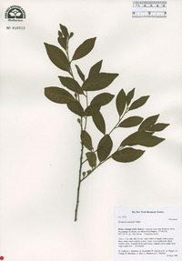 Diospyros salicifolia image